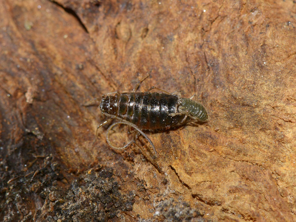 Stomaphis cfr quercus: fabbrica ad alta  riproduzione